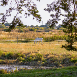 Emplacement Premium Avec Cabanon Les Embruns Doleron