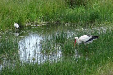 Oleron Nature Reserve