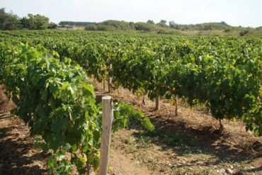 Vin Vignoble Oleron