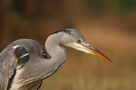 Camping Marais Oiseaux Oleron