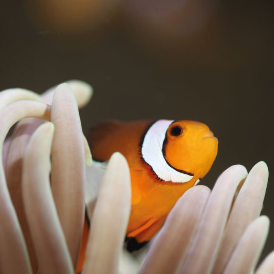 Poisson Clown Aquarium La Rochelle Bloc Credit Aquarium Rochelle