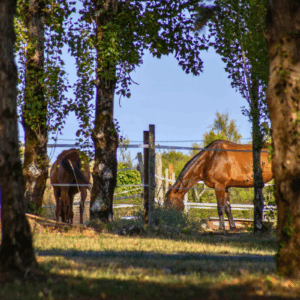 Emplacement Luxe Avec Sanitaires Sur L Ile D Oleron
