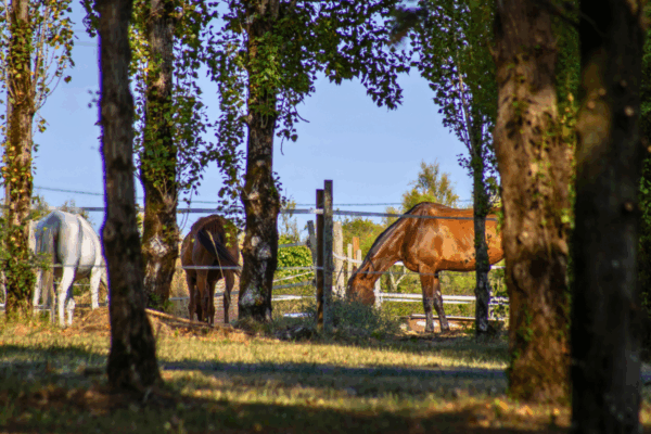 Emplacement Luxe Avec Sanitaires Sur L Ile D Oleron