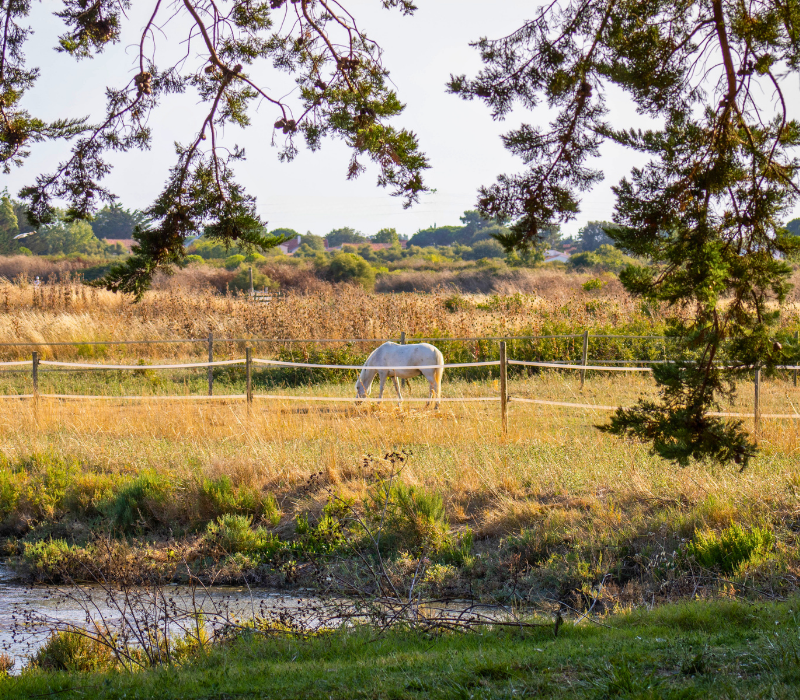 Le Camping Des Embruns D'oléron