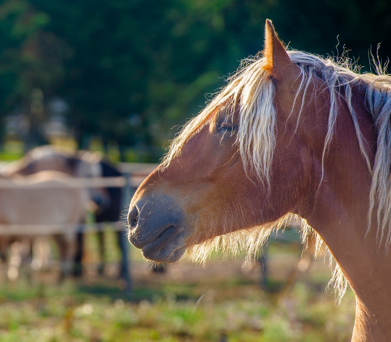 Reitzentrum auf Lile Doleron 2