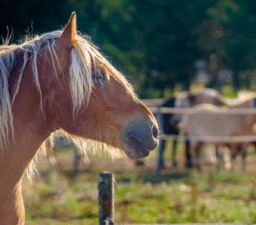 Centre Equestre Sur Lile Doleron